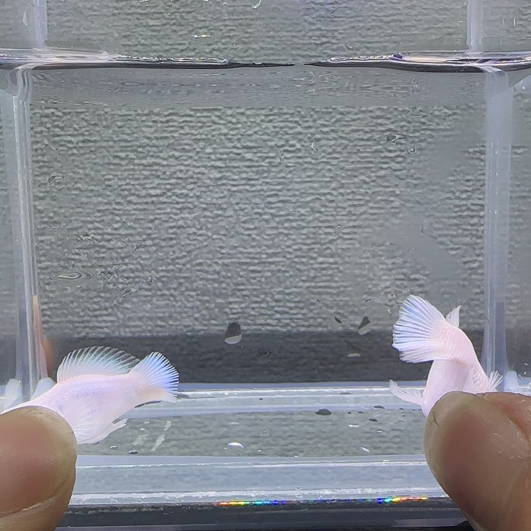 黑玛丽鱼瓷白粉钻眼元宝体