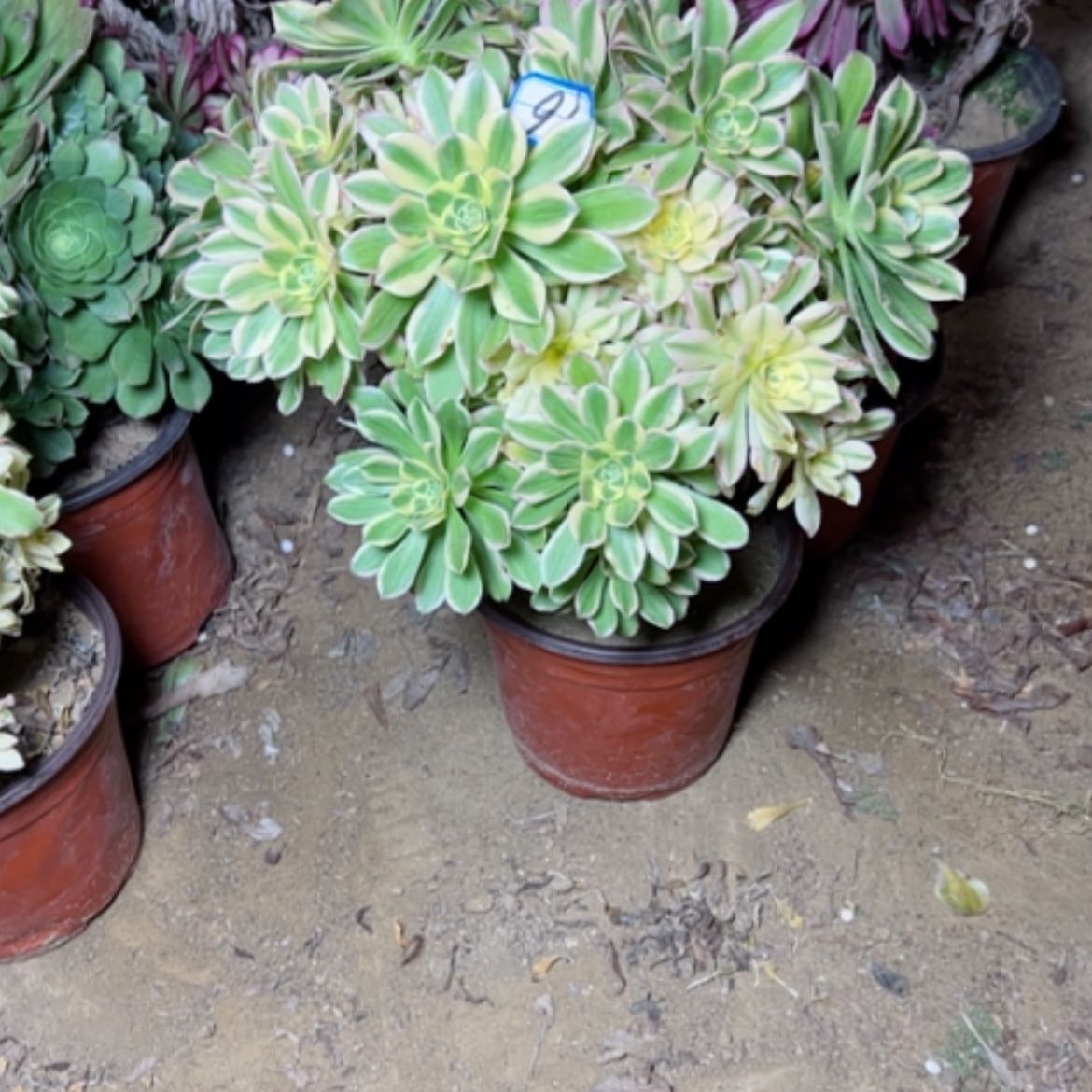 【闪购商品】多肉植物艳日后16