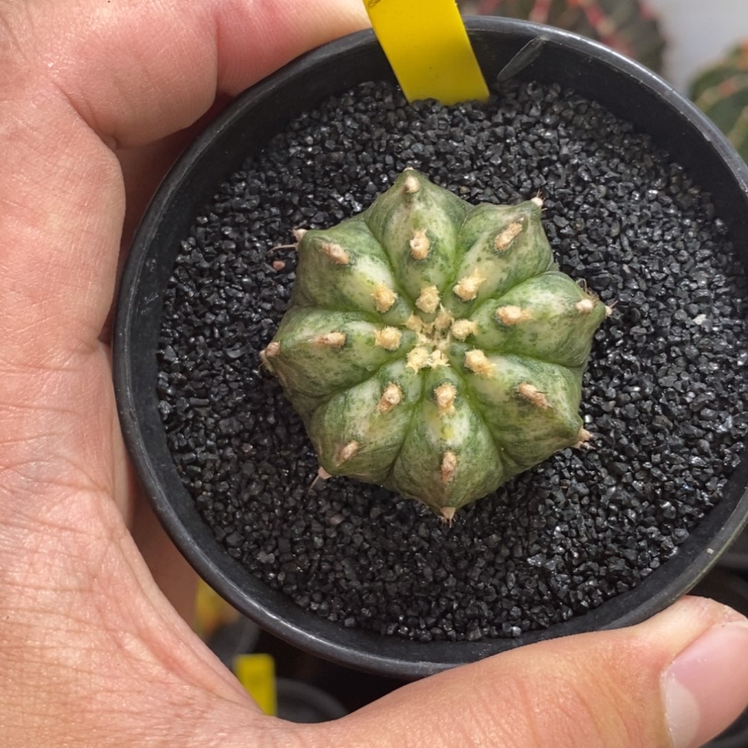 实生海神—带盆土发货1