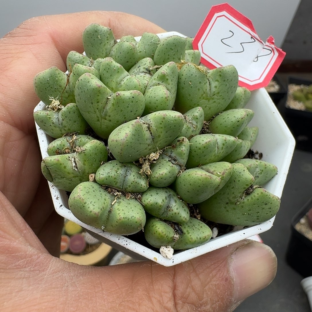 小***呀238多肉哈哈哈哈哈哈