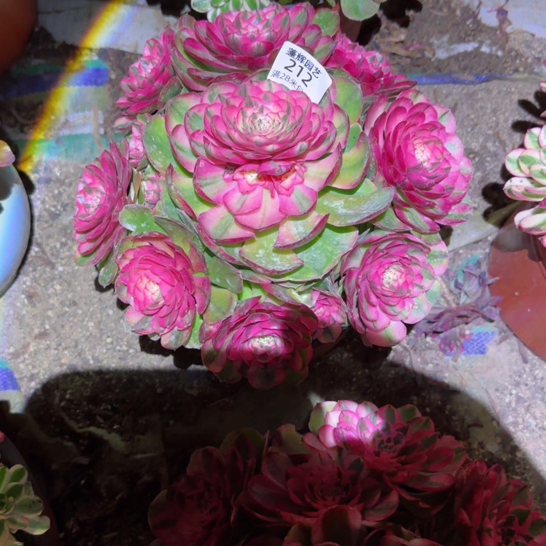 荔枝法师多肉212