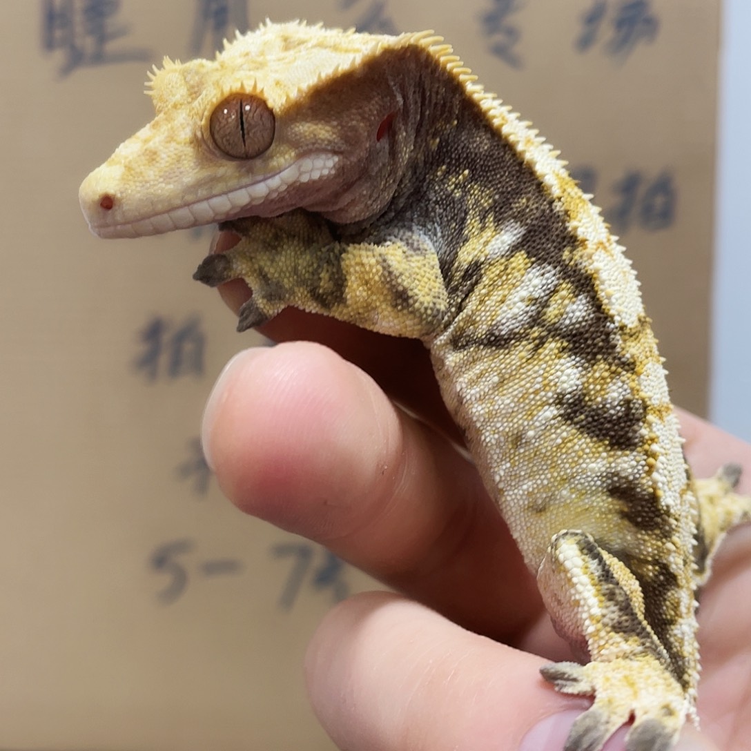睫角守宫2025124（124）蛤蟆