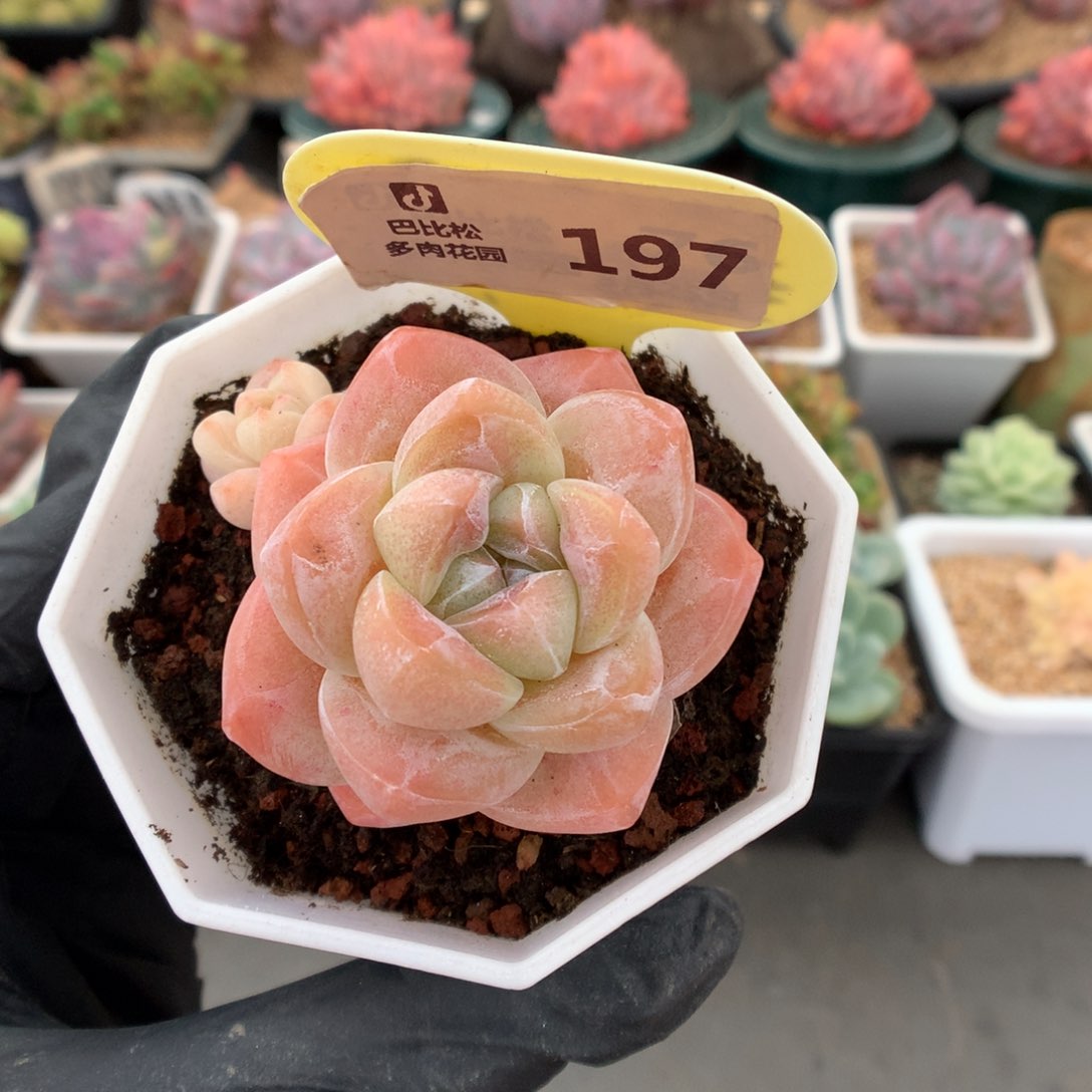 197 冰玉多肉多肉