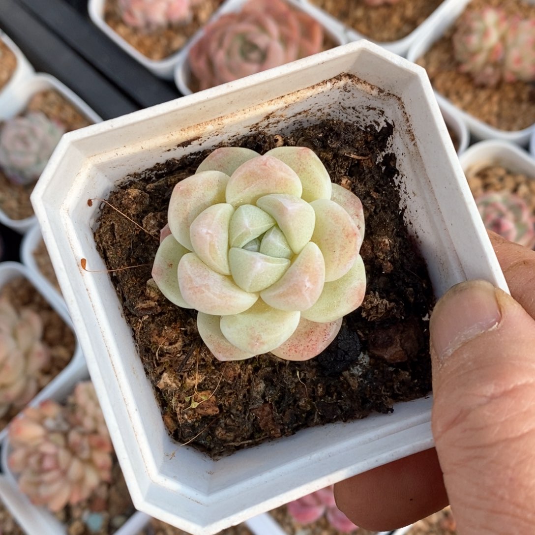 精品多肉一物一拍不包整305