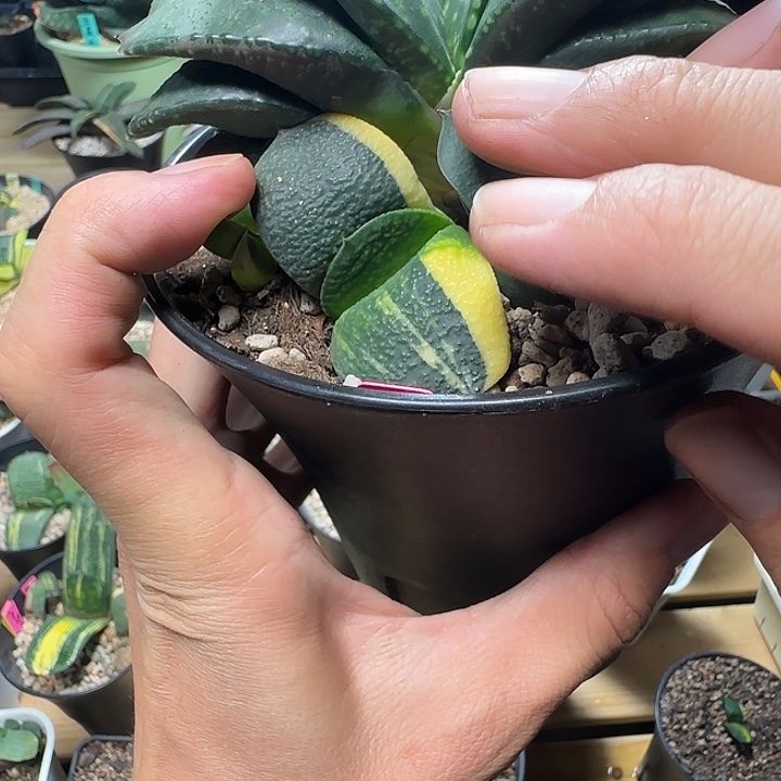 大型卧牛锦侧芽大苗