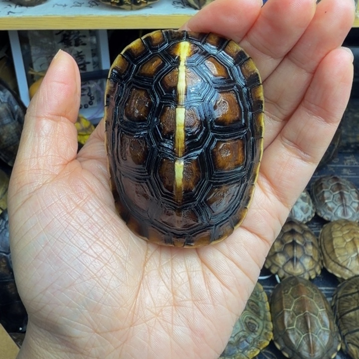 路***过有机玻璃龟甲手把件