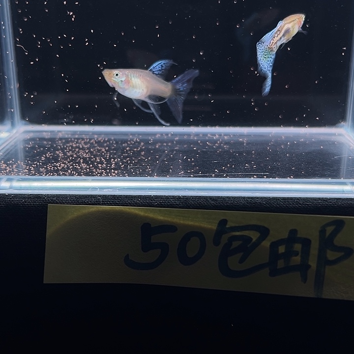 孔雀鱼兰草大C孔雀