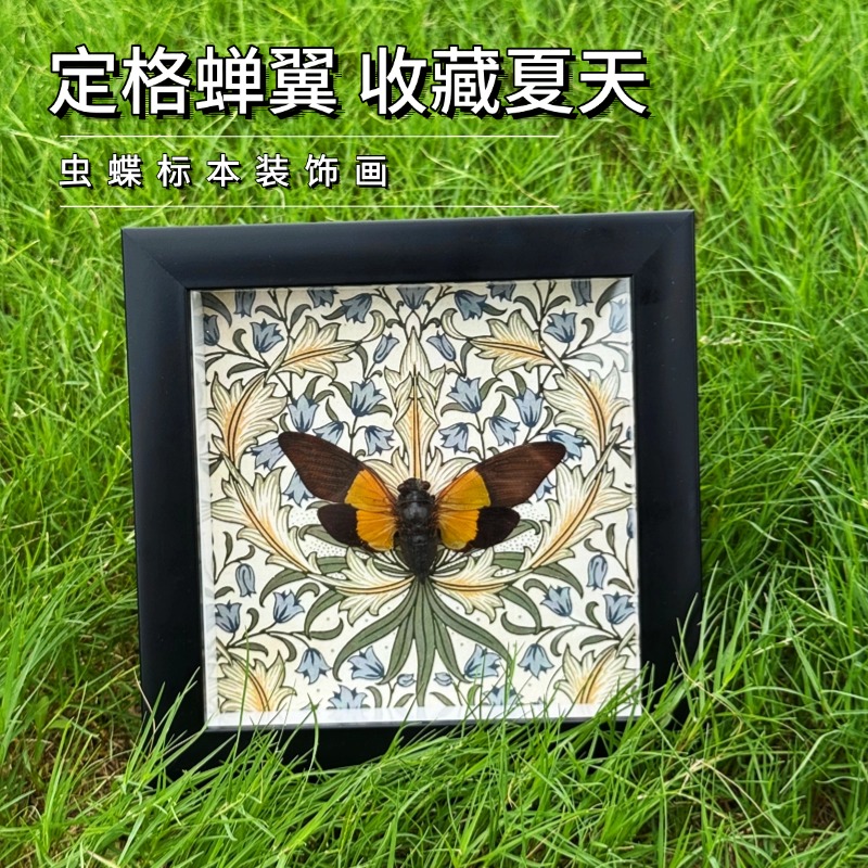西比拉黑缘绿蝉真昆虫标本装饰画 送礼家居创意摆件 小众家居饰品