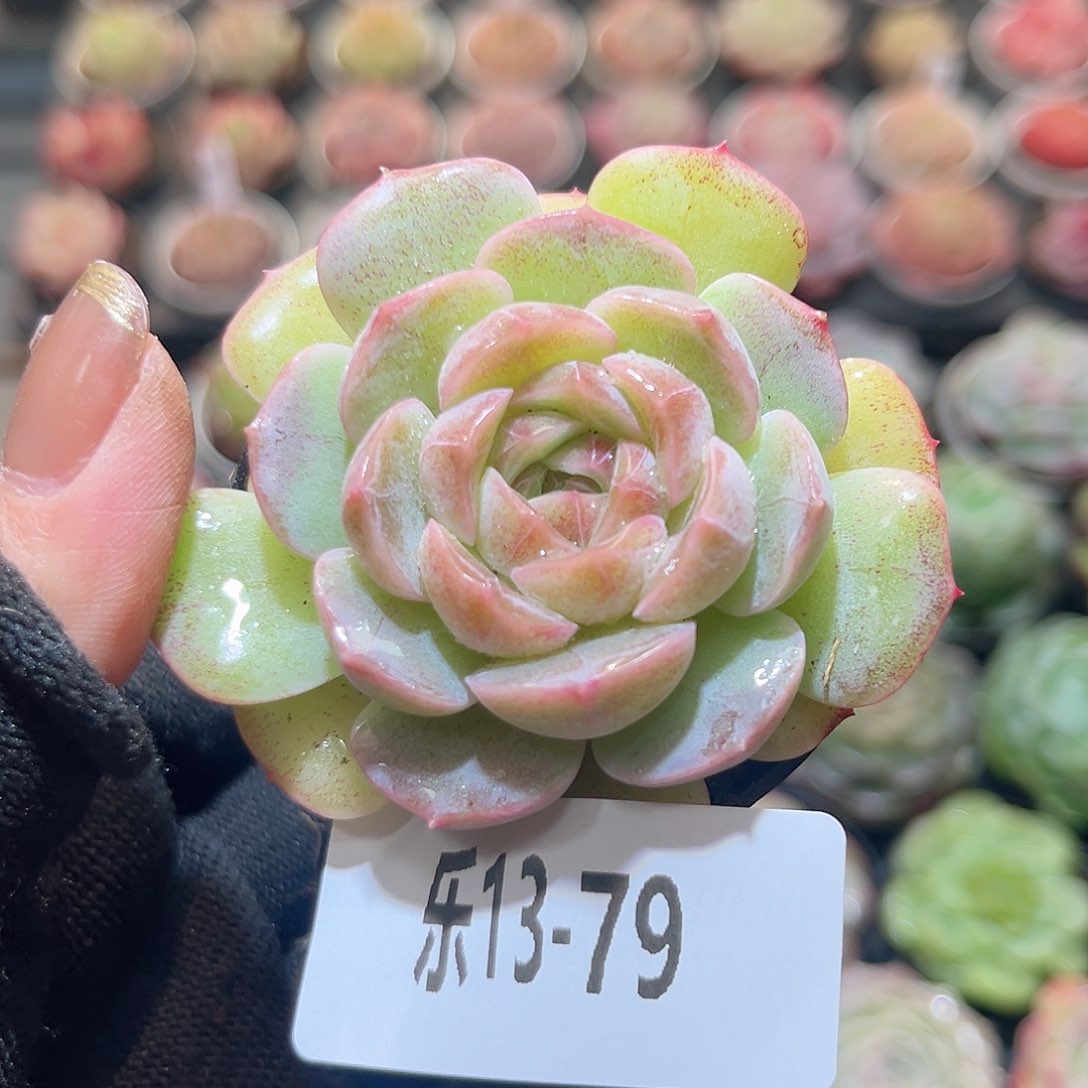 乐13-79 新品单头