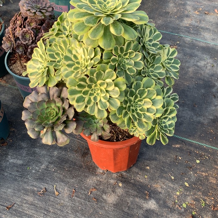 简***单373保时捷多肉植物特价