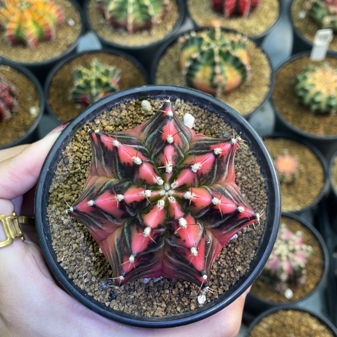 米哈星球0000000088