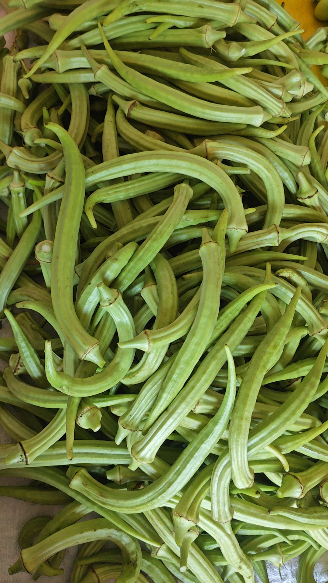 江西赣南农家露天时令蔬菜应季蔬菜白秋葵长秋葵老品种秋葵