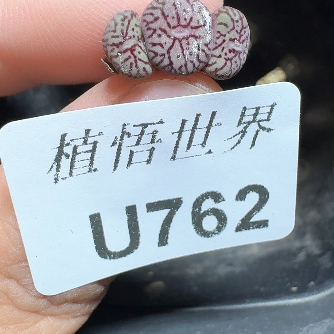 762盒多肉植物哇vhb