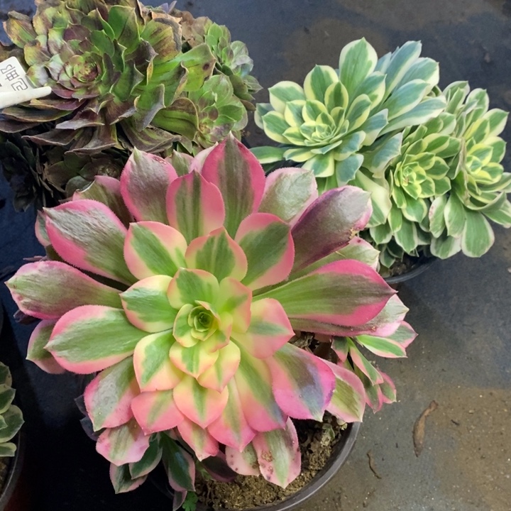 3盆多肉断头不包872