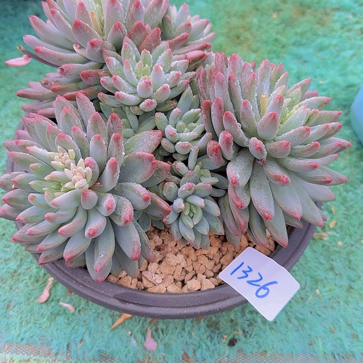 1326烟花美人多肉植物