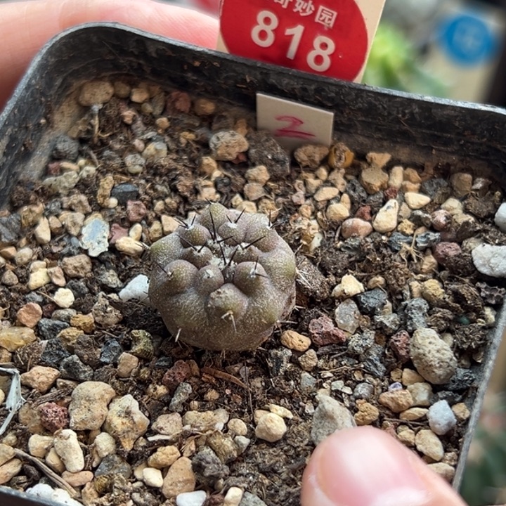 实生优选黑王丸1.8cm