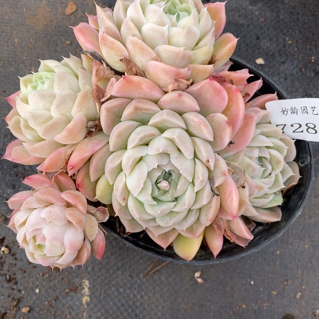 7288杂交多肉老桩