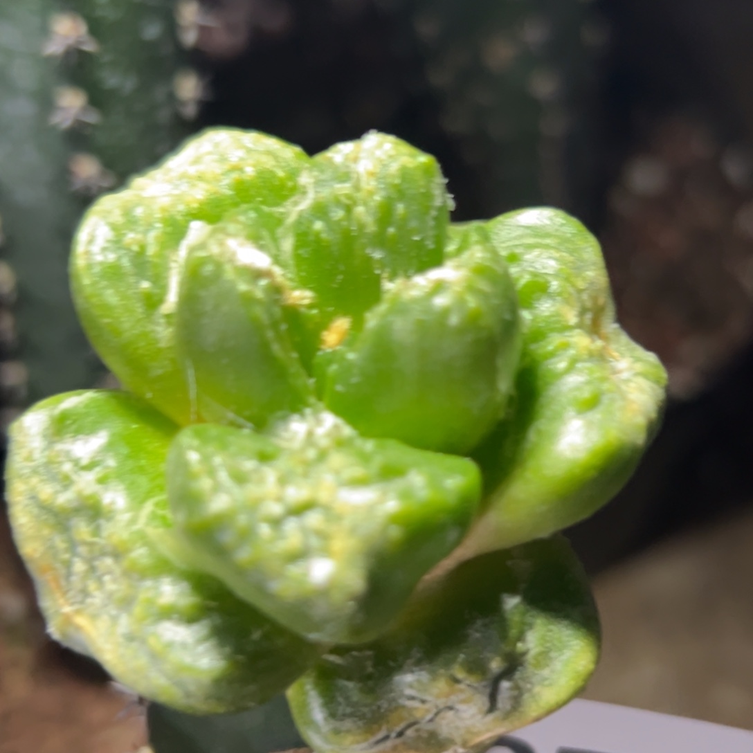 105 仙人球的比赛将于