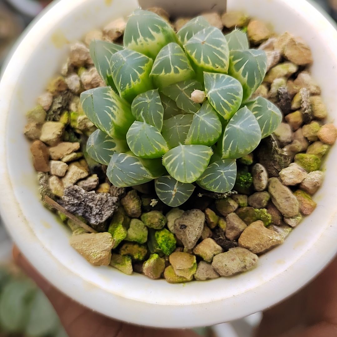 192糊斑霓虹灯 3.8厘米左右一物一拍带盆