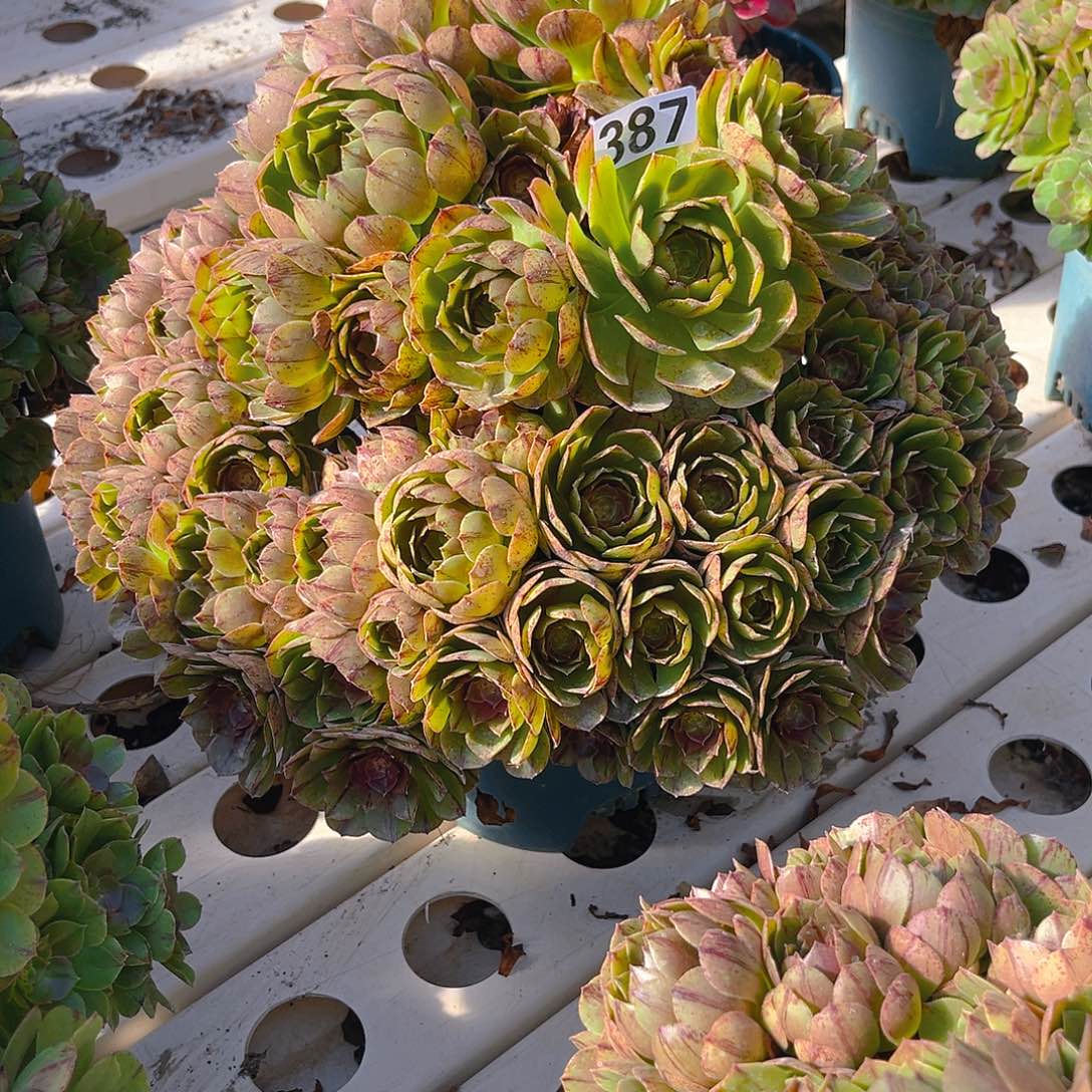 法师法师3–43包邮法师