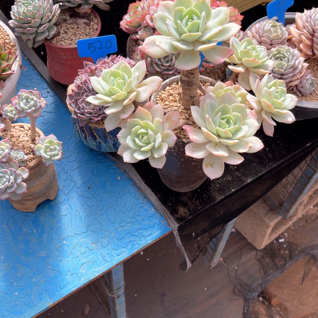 用****2227恋曲多肉植物