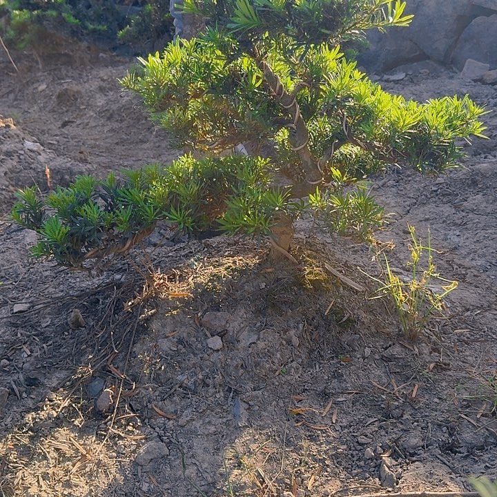 云***风无花朵6666666666