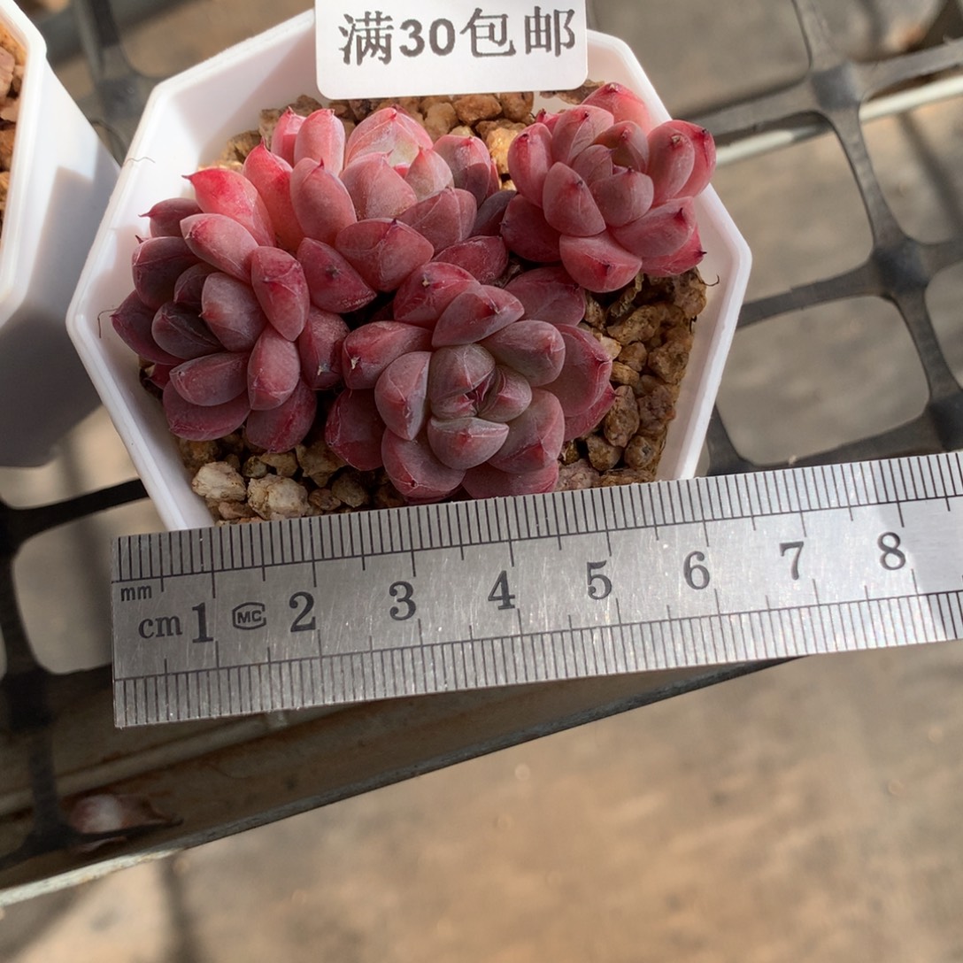 小***h38四头阿尔巴佳人冠服6.5。 带盆土