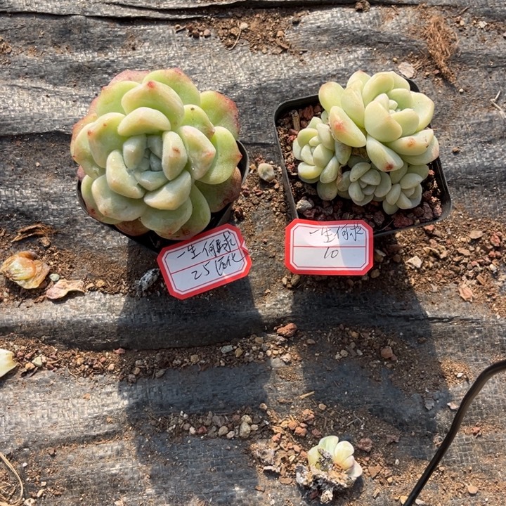 一***求冰玉多肉七方盆石化，4头群