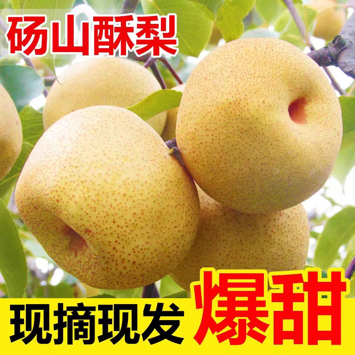 正宗古树砀山酥梨皮薄酥脆多汁新鲜现摘现发特产水果