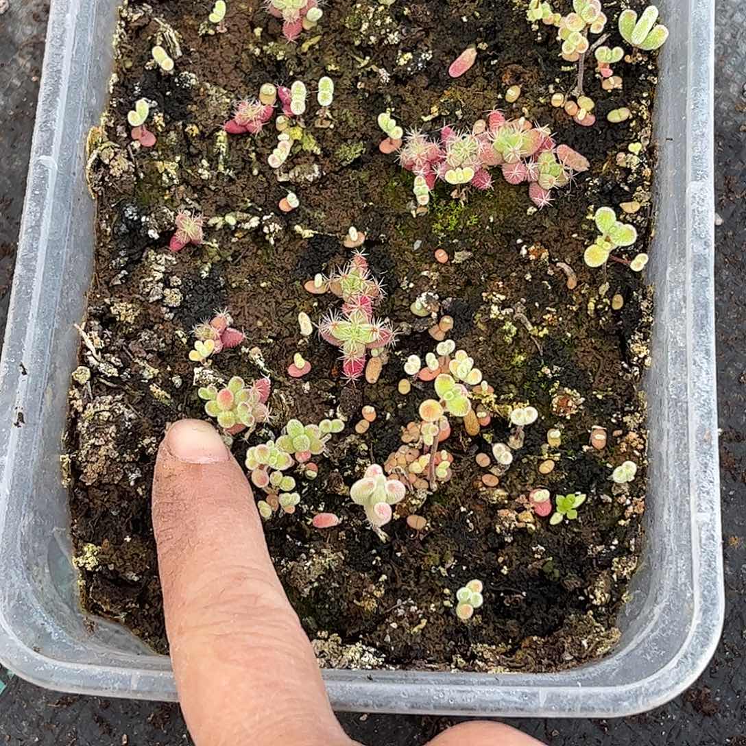 是***耶混播切糕优选枝干