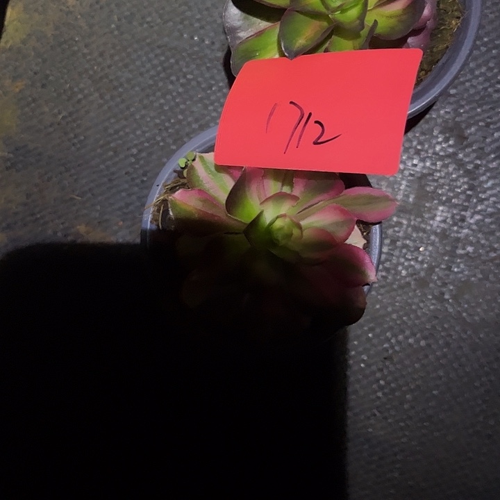 ****万2颗多肉植物保护研究所1712