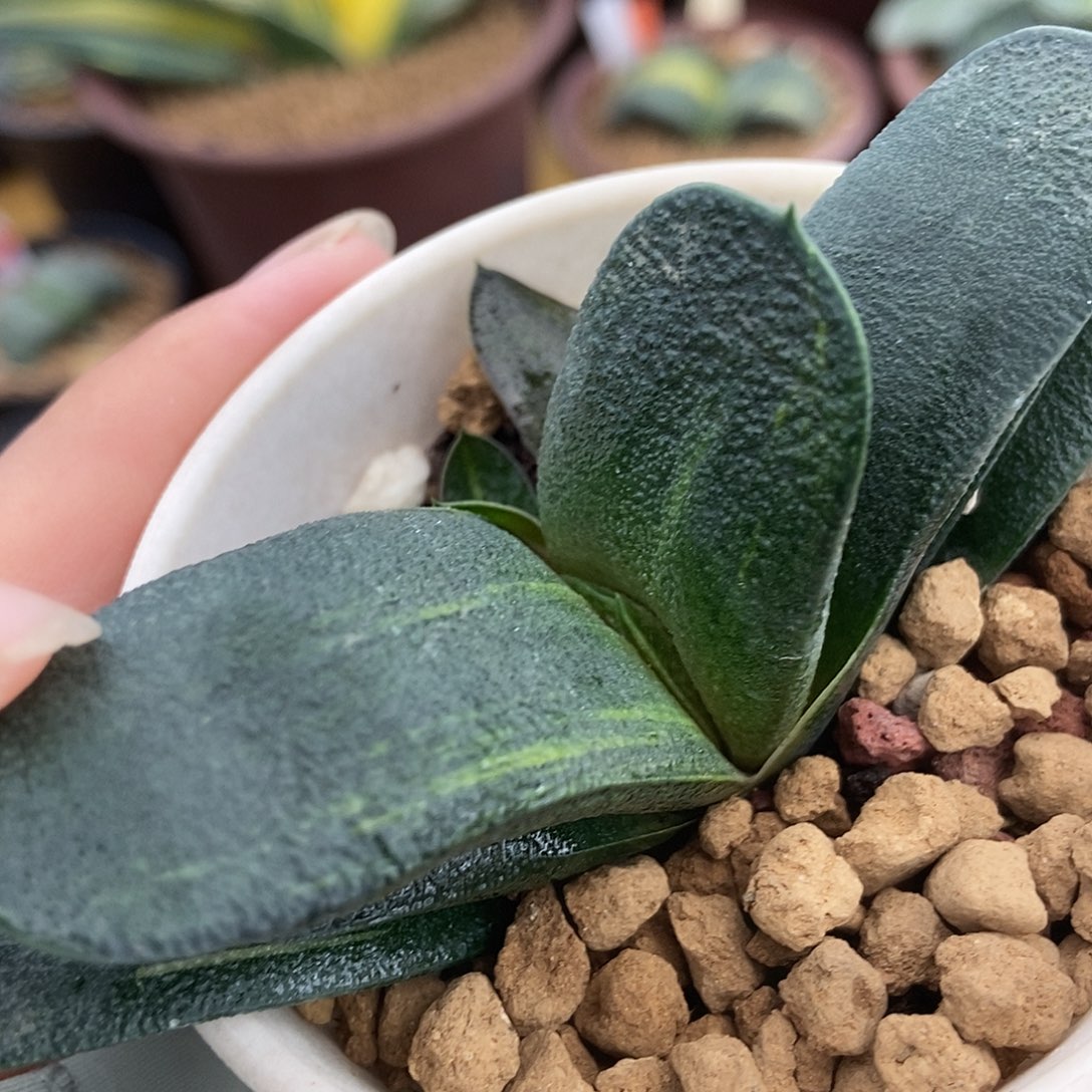 267卧牛实生转少锦带盆发货