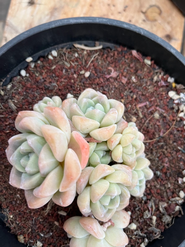 奶油冰玉小脸自然群