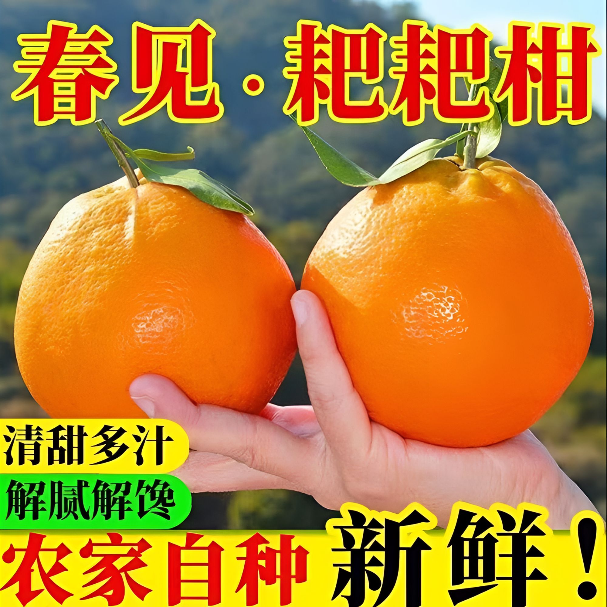 四川春见耙耙柑现摘新鲜多汁耙耙柑【多仓】