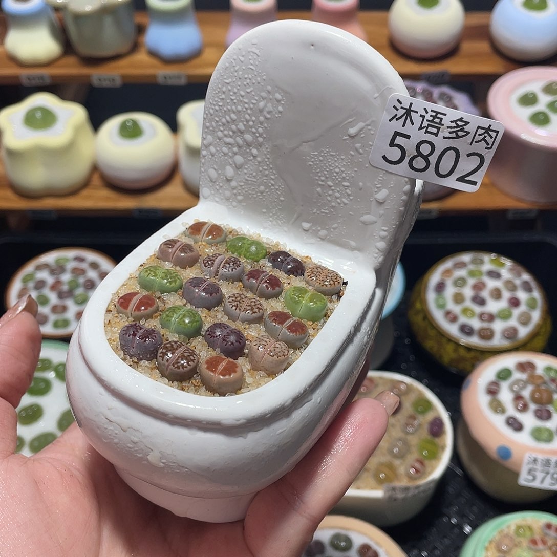 带盆土植物 一物一拍5802