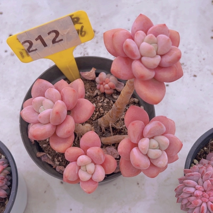 健健康康平平安安