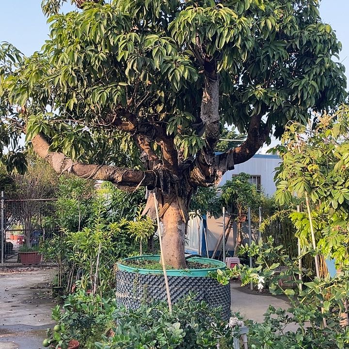 用***8完全开放果树8888888