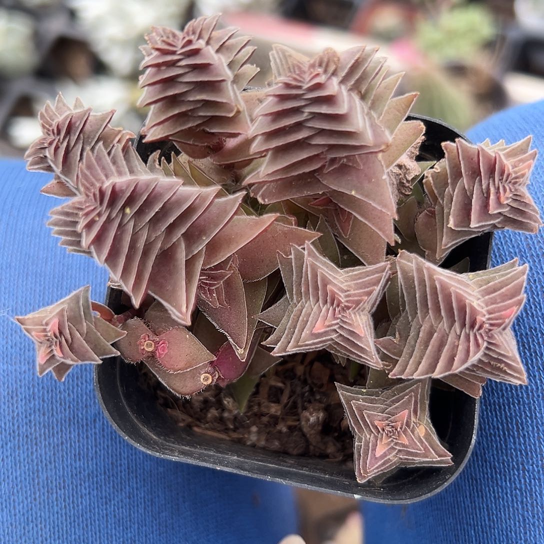 嘟嘟呃呃呃呃呃呃呃呃呃呃呃