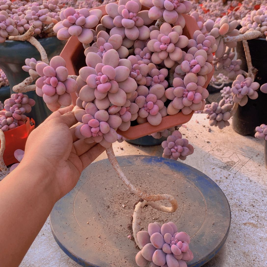 22一物一拍桃蛋老桩