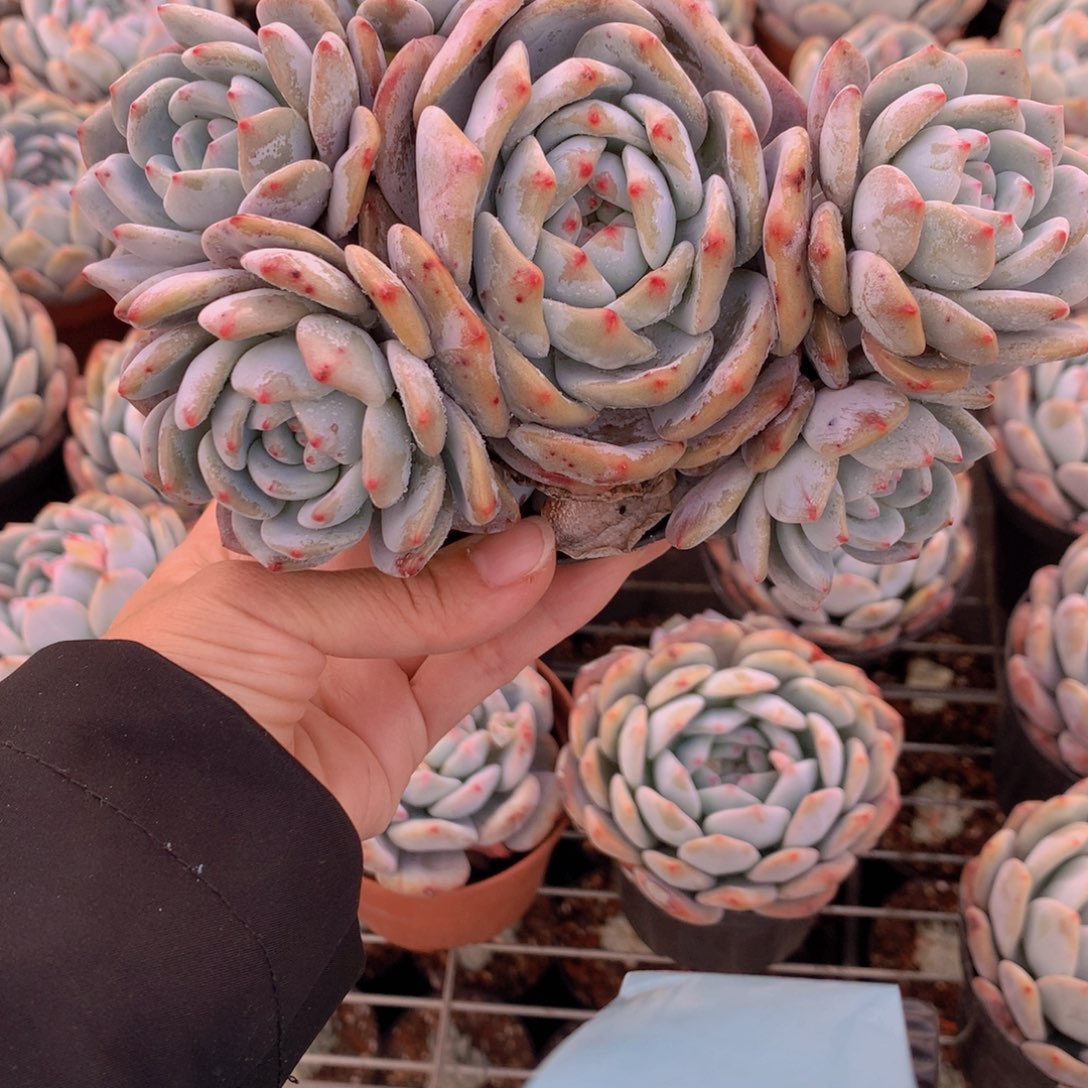 彩*3130多头一个礼拜都可以过好