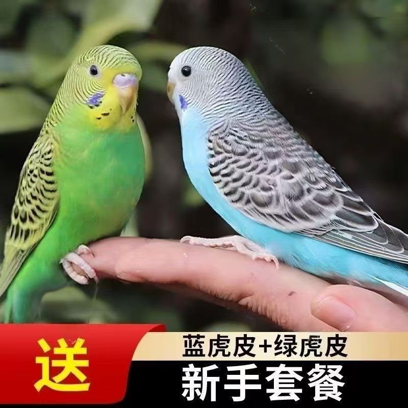 鹦鹉宠物手养鹦鹉可繁殖亲人粘人家宠小鸟鹦鹉虎皮云斑幼鸟活体