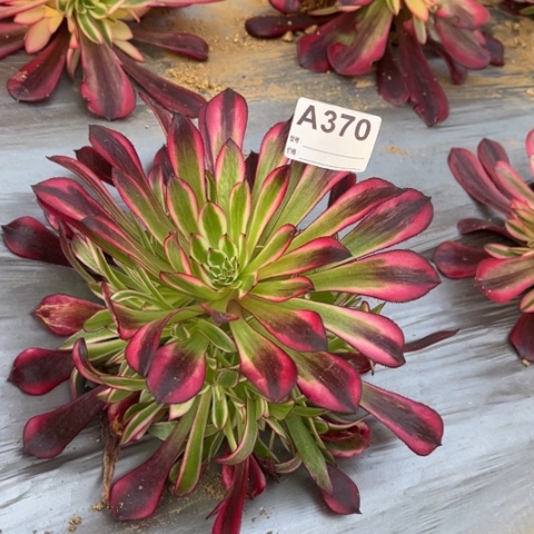 多肉植物月亮女神