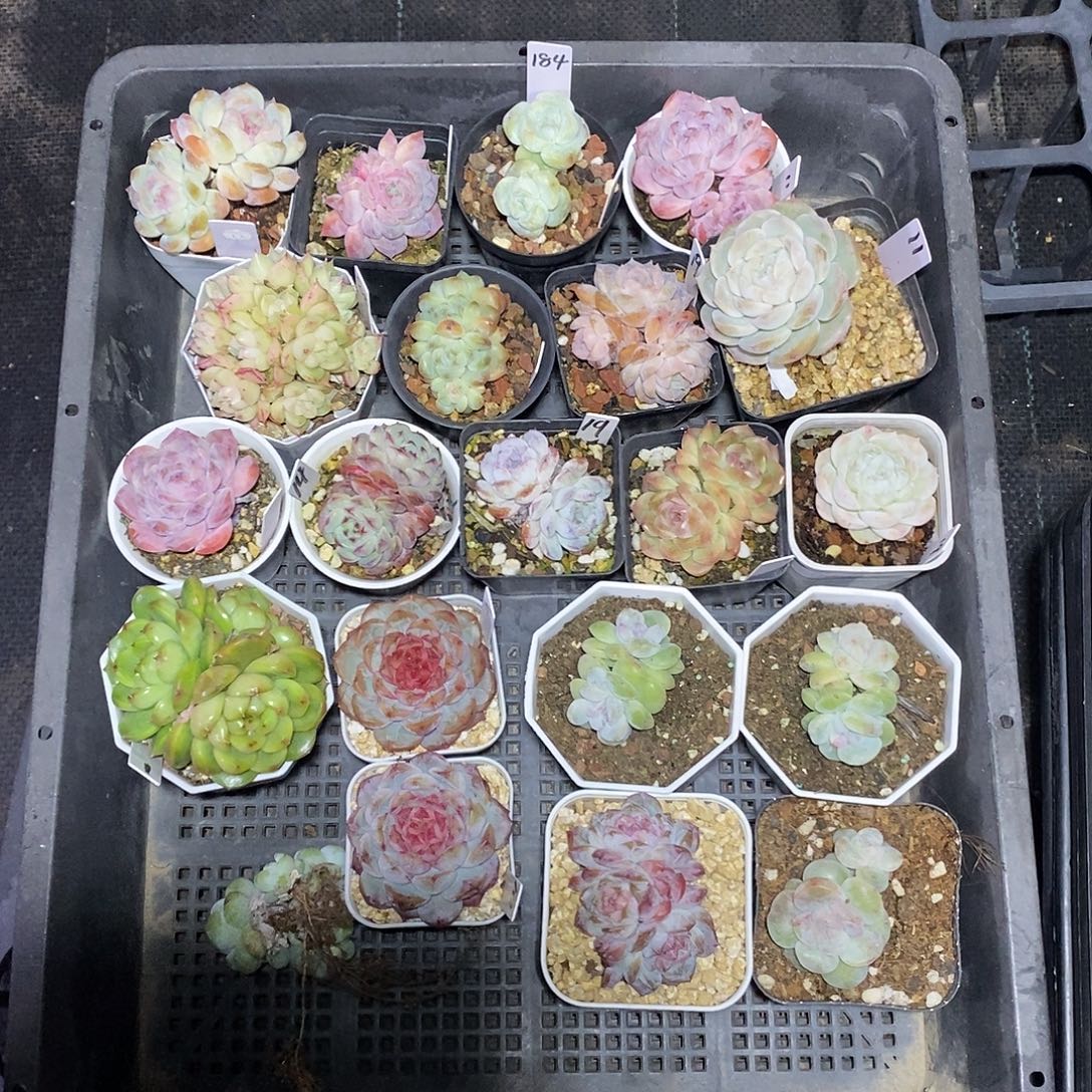 橘****184一筐21颗多肉植物