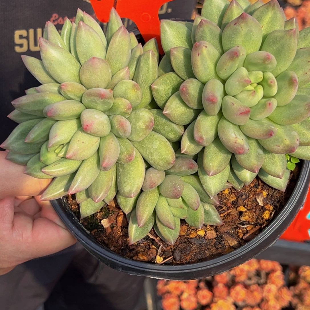 2902号上午多肉植物群生