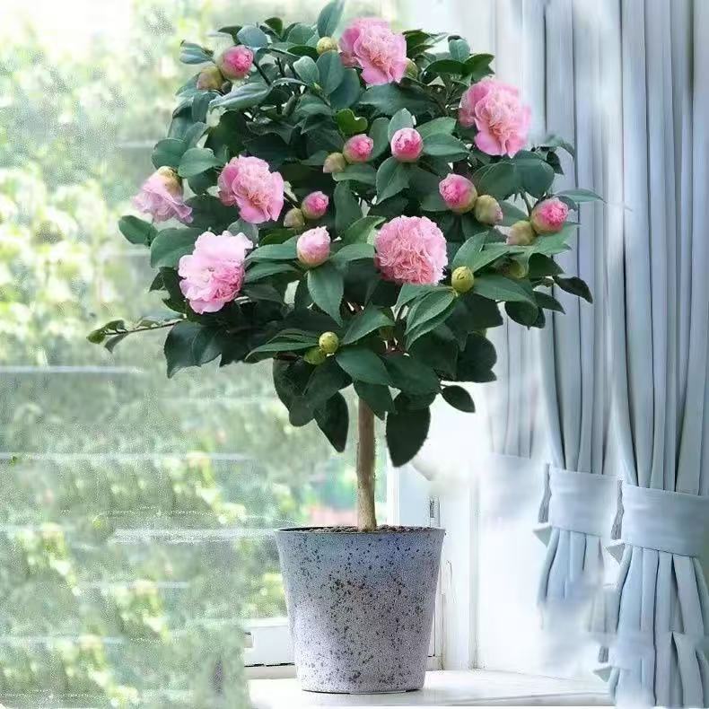 带花苞香妃茶花盆栽室内易活四季开花有香味可庭院栽种