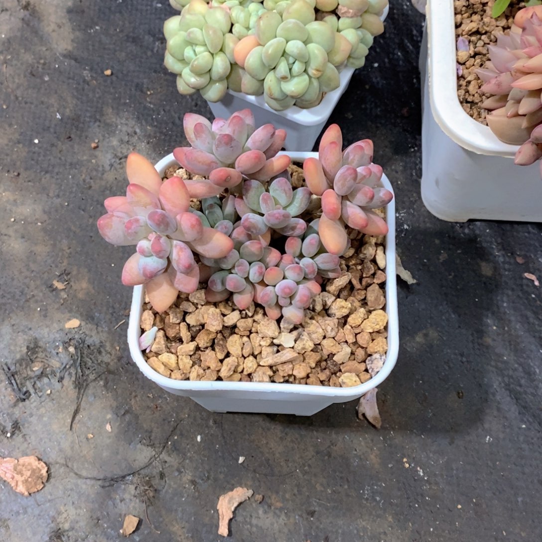 ****猫多肉植物小老桩子