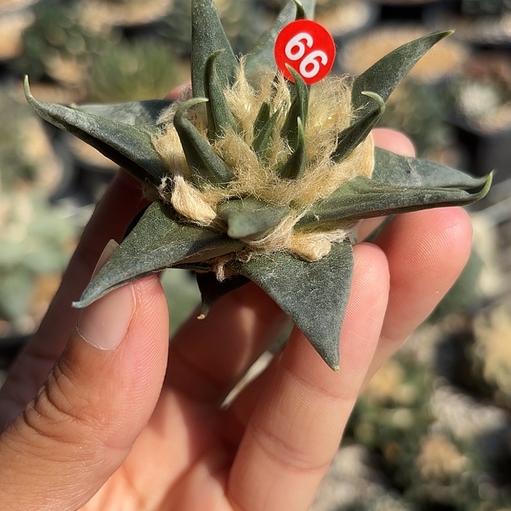 苗接落地仙人球66