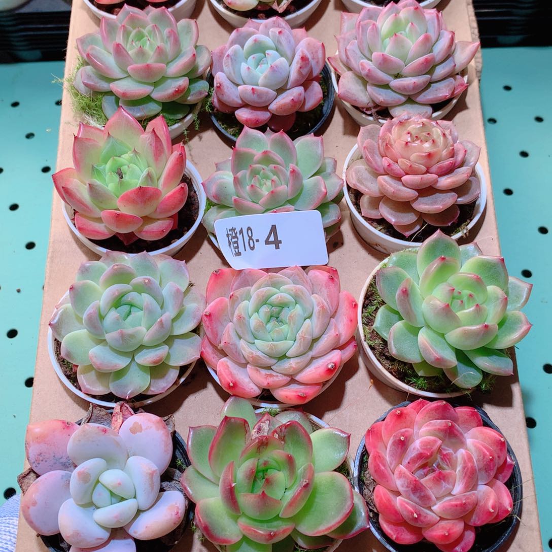 18-4一物一拍多肉带盆18颗