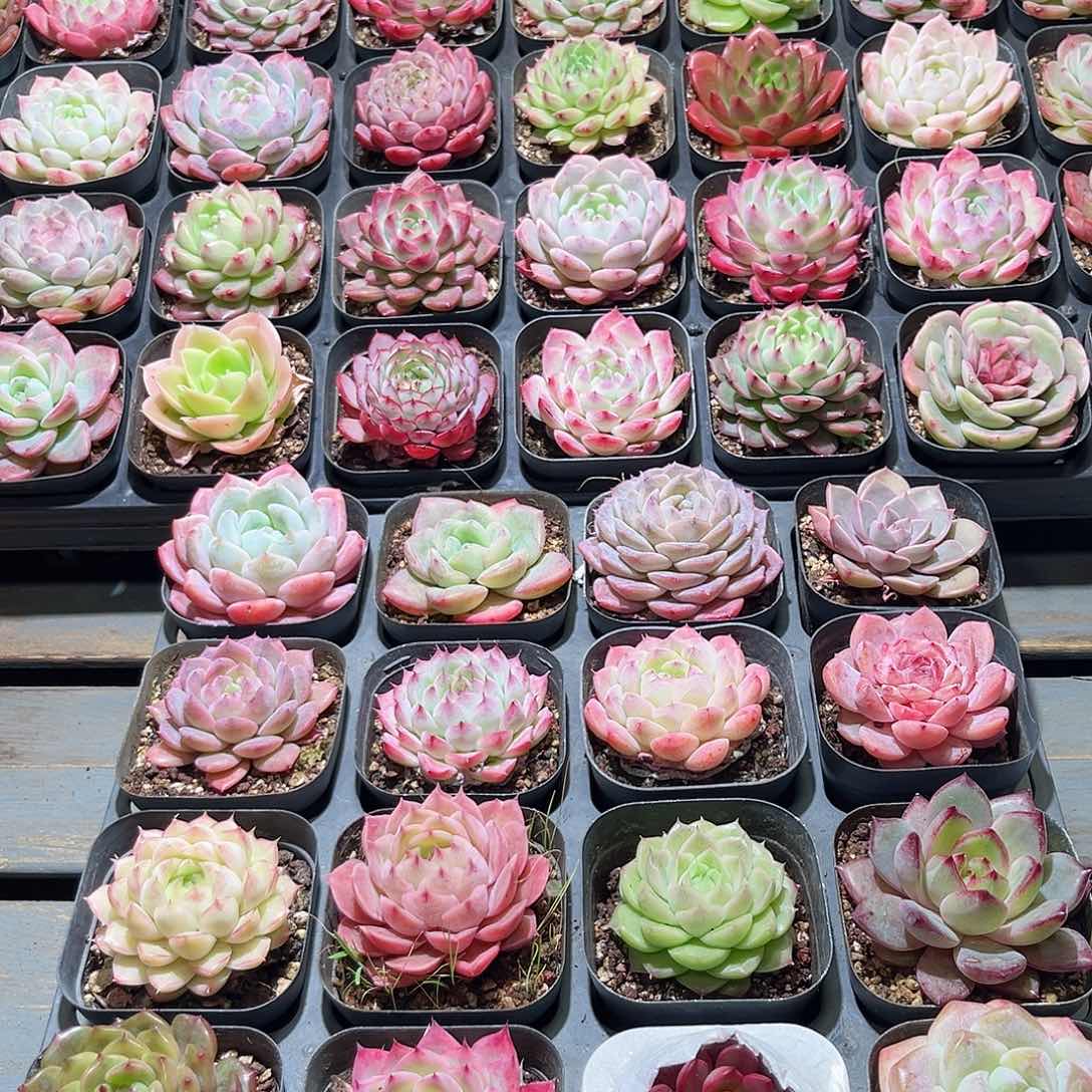 木16颗19.9 6.5cm口径黑方盆单头含盆含土量拍