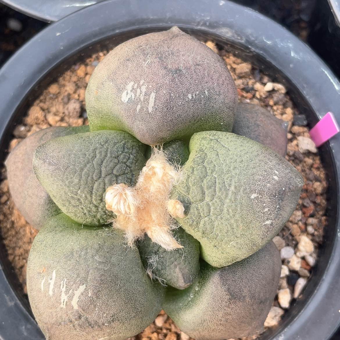 【闪购商品】实生连山